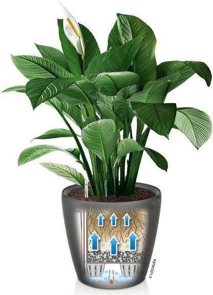 Actual product image Lechuza Classico (28.50 cm)