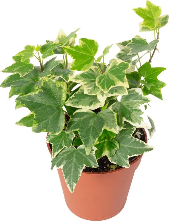 Produktbild Flowerbox Gemeiner Efeu- Hedera helix (15 cm)