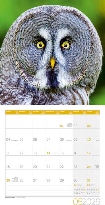 Produktbild Eulen Kalender 2026 - 30x30 (30 x 30 cm, Harter Einband, Deutsch, Französisch, Englisch)