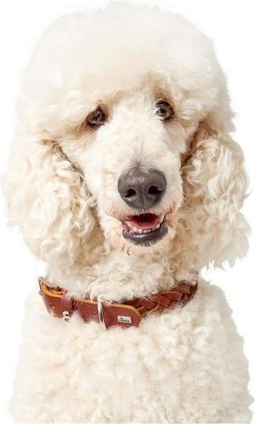 Actual product image Hunter Collar Solid Education Special (33, 34, 35, 36, 37, 38, Dog, General)