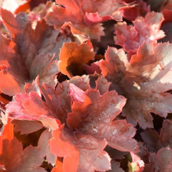 Image du produit Säntispracht Lot de 2, Une violette à floraison automnale - Heuchera Cherry Cola (40 cm)