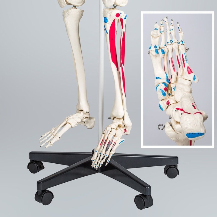 Immagine prodotto tectake Anatomia scheletrica