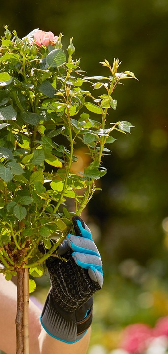 Actual product image Gardena Rose Glove (M)