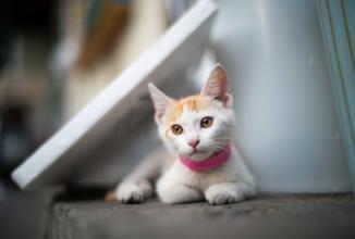 Image du produit Venus Optic Focale fixe Argus 35 mm F/0.95 FF (Sony E, Plein format)