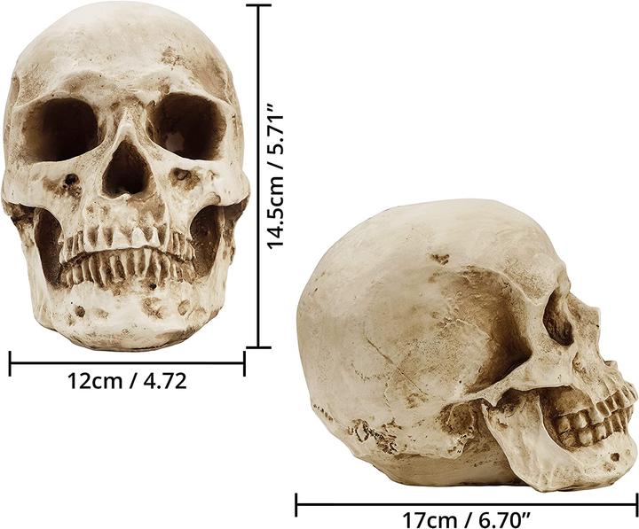 Actual product image Kurtzy Skull