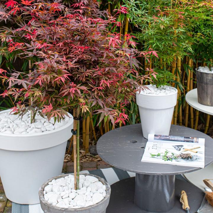 Produktbild Plant in a Box Acer palmatum 'Shaina' - Japanischer Ahorn (80 cm)