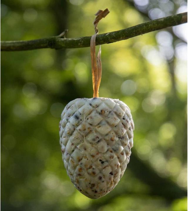 Actual product image Dobar Pine cone (8 x, 1.60 kg)
