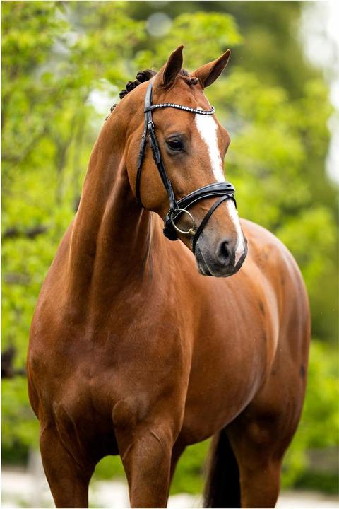 Produktbild BR Equestrian Equipment Bristol