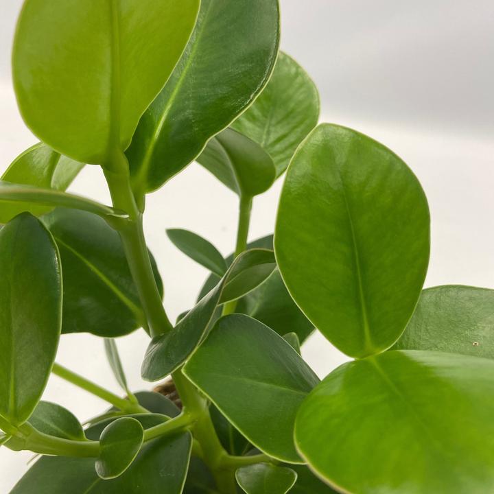 Actual product image Plant in a Box Areca, Asplenium, Clusia, Philodendron, Spathiphyllum - 5 Mix Air Purifying Plants (25 cm)