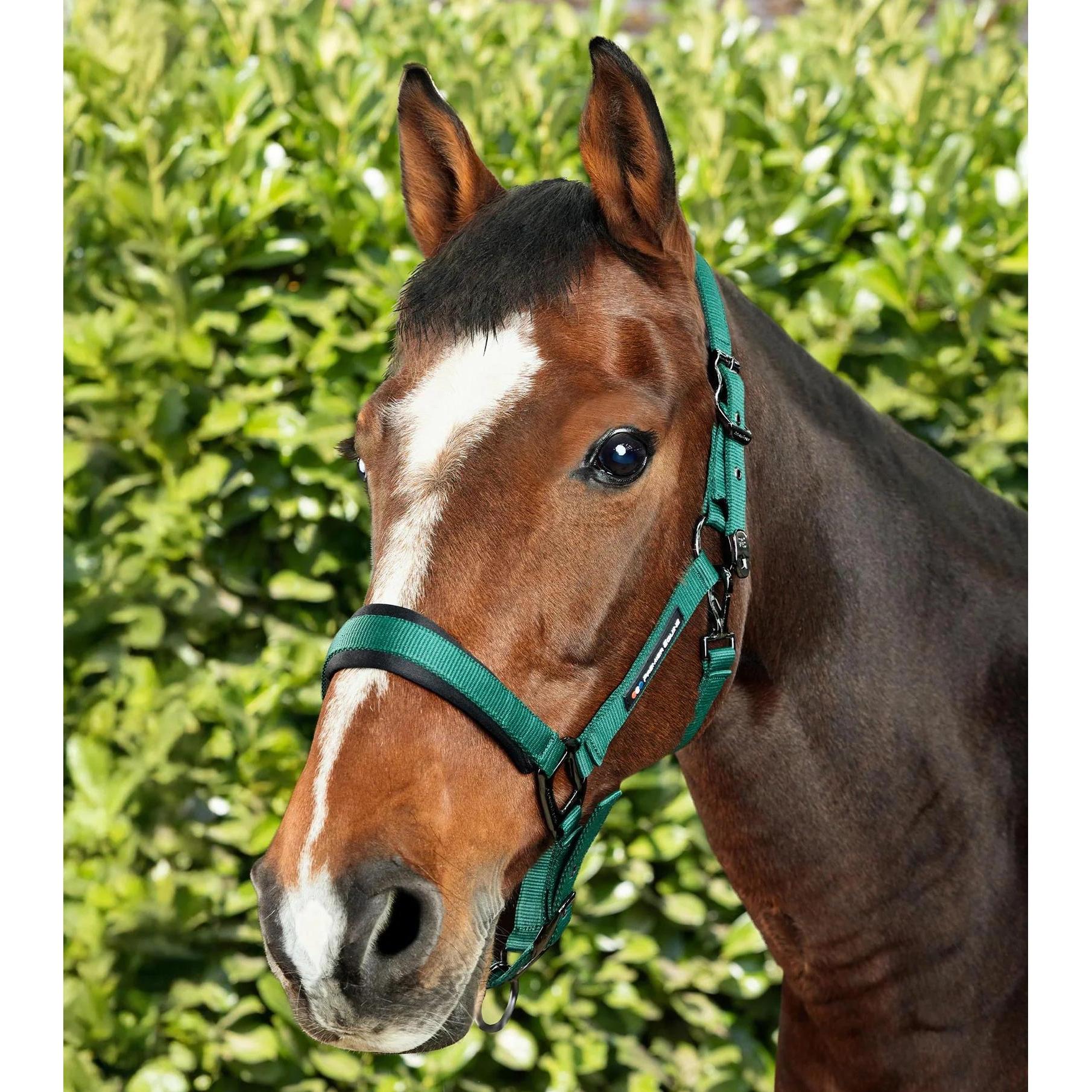 Thumbnail - Premier Equine, Halfter