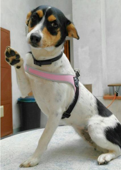 Image du produit Tre Ponti Harnais réglable pour chien (L, Chien, Promenade)