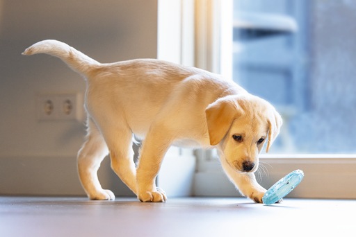 Actual product image Beeztees Cooling bitebite ring (Puppy Toy)