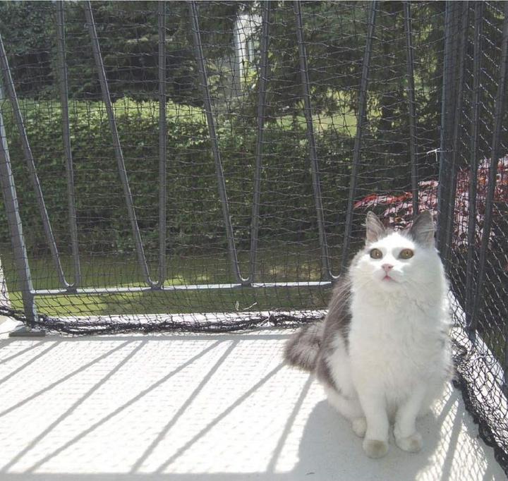 Image du produit Windhager Filets de protection pour chats