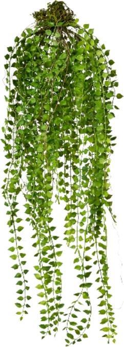 Gasper Columnea (70 cm)