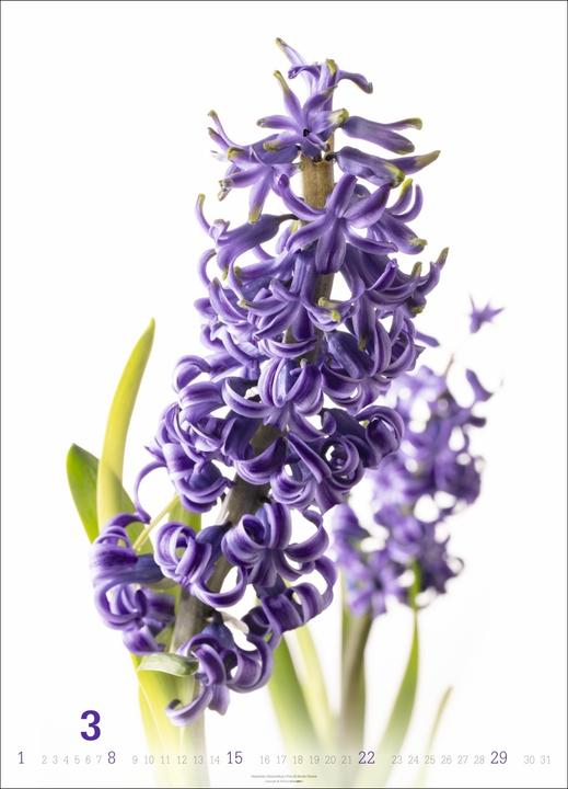 Produktbild Blütenbilder Kalender 2026 (49 x 68 cm)