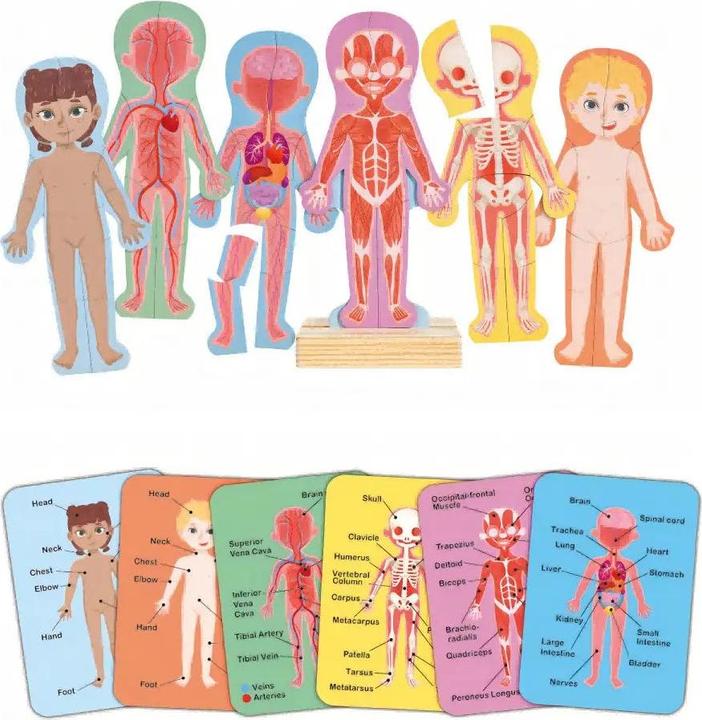 Immagine prodotto Hape Corpo umano (Inglese, 3 - 6 anni)