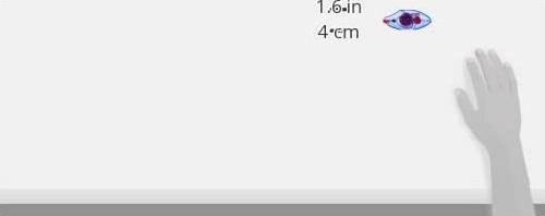 Immagine prodotto tesa Rullo adesivo monouso resistente