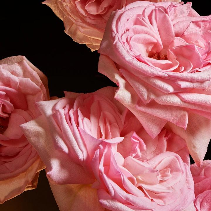 Produktbild Dolce & Gabbana The One (Eau de Parfum, 50 ml)