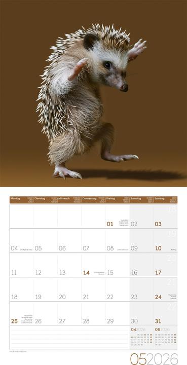 Produktbild Dancing Animals Kalender 2026