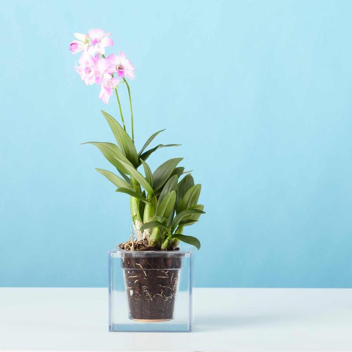 Produktbild boskke Cube Small (12.20 cm)