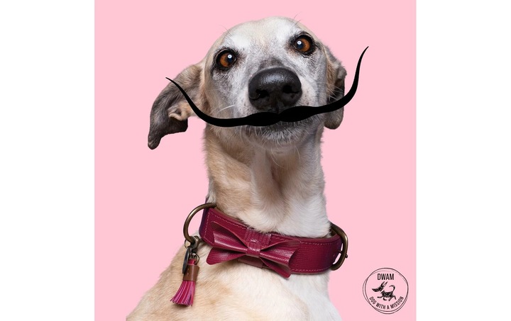 Produktbild Dog with a mission Halsband Bonnie, XXL, 4 cm (XXL, Hund, Allgemein)