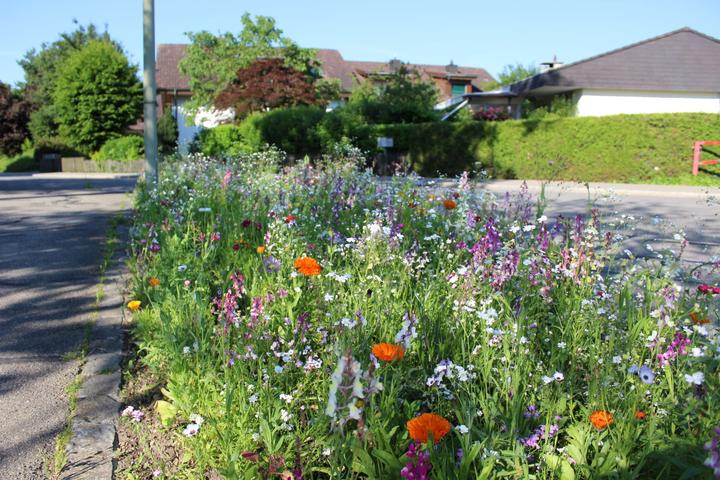 Image du produit Ökohum Bodensee Blütentraum Augenweide (Graines de fleurs)