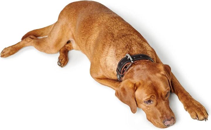 Produktbild Hunter Halsband Canadian Up für Hunde Schwarz M (M, Hund, Allgemein)