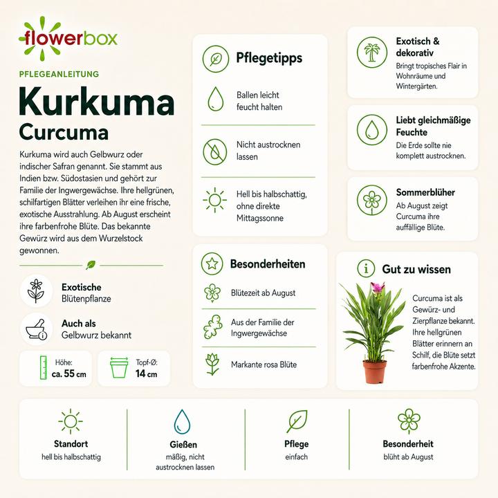 Produktbild Flowerbox Kurkuma - Curcuma (55 cm)
