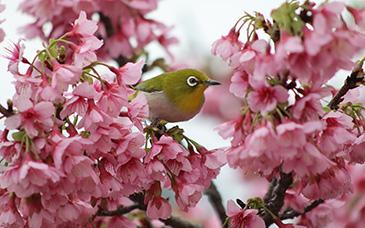 Actual product image Canon RF 75-300mm F4-5.6 (Canon RF, full size, APS-C / DX)