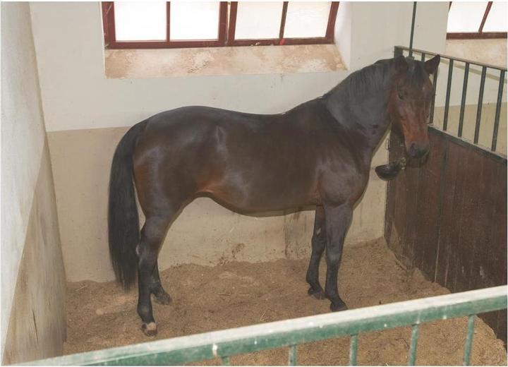 Produktbild Kerbl IPCam 20 (1280 x 720 Pixels)