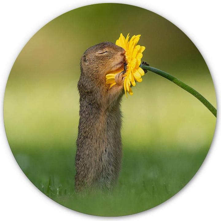 Immagine prodotto Trenddeko van Duijn - Gopher odora di fiori (Ø 30 cm)
