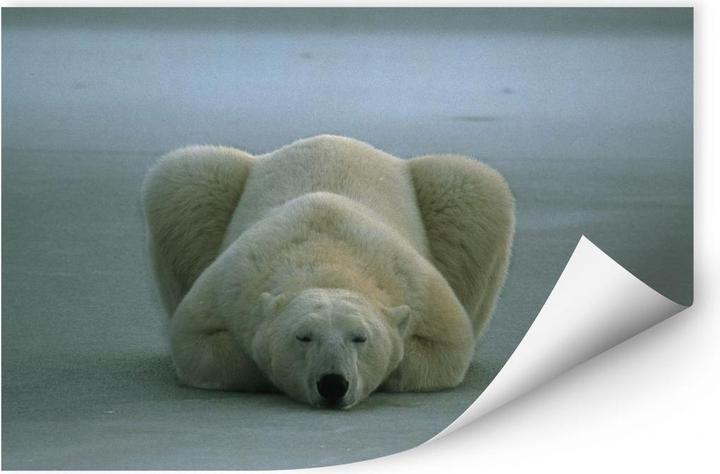 Immagine prodotto National Geographic NG Orso polare che dorme (100 x 66 cm)