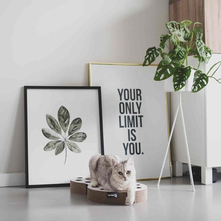 Actual product image District 70 Scratching board Snake, White (White)