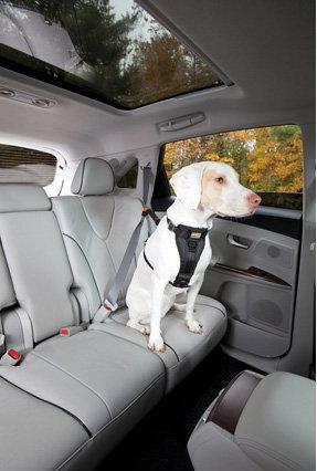 Image du produit Kurgo Tru-Fit (L, Chien, Général)