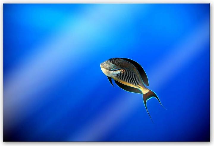 Produktbild Trenddeko Catta - Deep Ocean (60 x 40 cm)