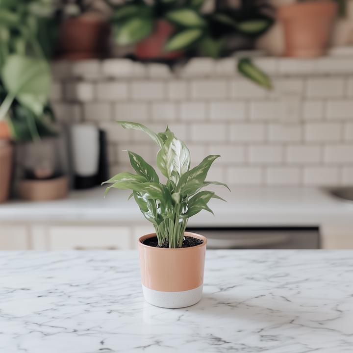 Produktbild Plant in a Box Spathiphyllum Diamond - Diamant-Efeu (40 cm)