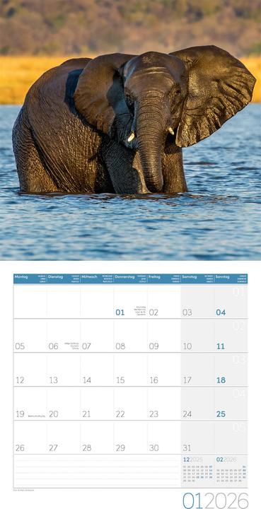 Image du produit Elefanten Kalender 2026 - 30x30 (30 x 30 cm, Couverture rigide, Français, Anglais, Allemand)