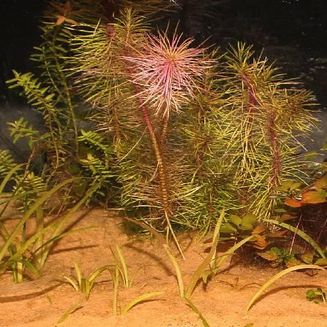 Actual product image JBL Aquaristik und Terraristik Zanzibar Orange, Ø 0.1-0.6 mm, orange, 10 kg (other items)