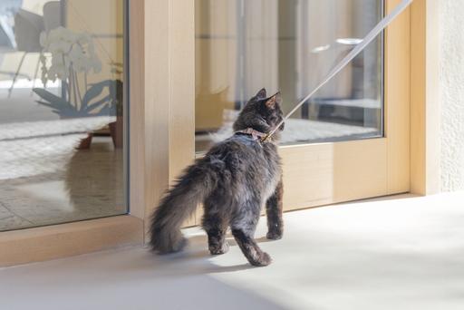 Produktbild Designed by Lotte Katzengeschirr Virante (L, Katze, Spazieren)