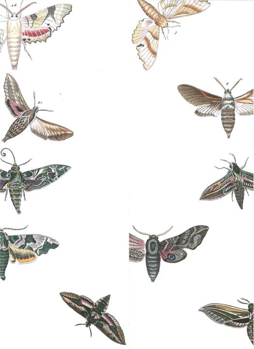 Produktbild Book Fauna