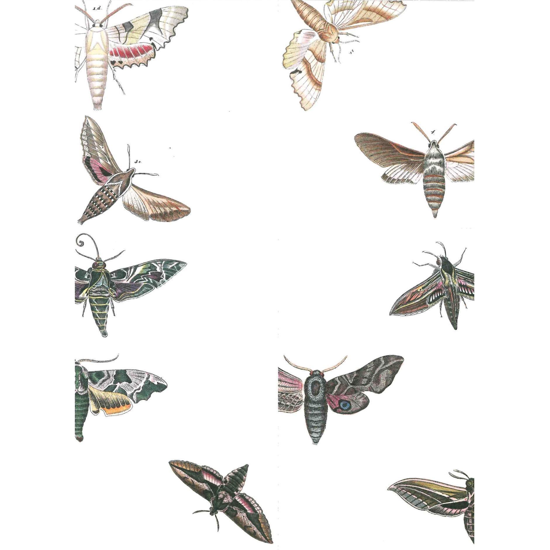 Thumbnail - The Pepin Press, Sticker, Book Fauna