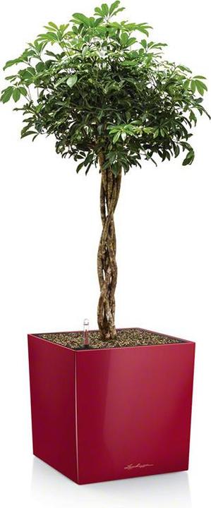 Productafbeelding Lechuza Kubus (39 x 39 x 40 cm)