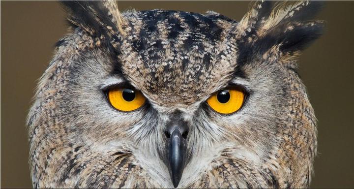 Actual product image OM System M.Zuiko Digital ED 150-400mm F4.5 TC1.25x IS Pro (Micro Four Thirds, Micro Four Thirds)