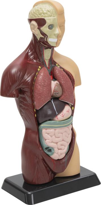 Betzold Torso della pupilla