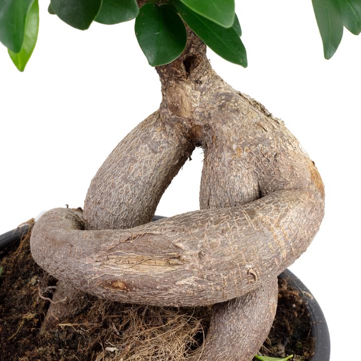 Actual product image Flowerbox Chinesische Feige - Ficus Ginseng