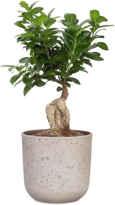 Produktbild Scheurich Basalto (27.30 x 25.80 cm)