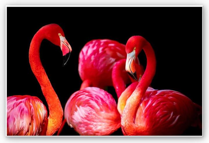 Image du produit Trenddeko Flamant rose (45 x 30 cm)