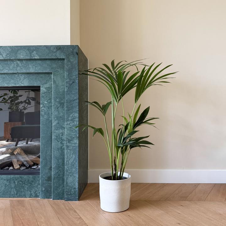 Actual product image Plant in a Box Howea Forsteriana - Kentia Palm (100 cm)