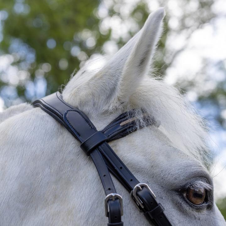 Image du produit Canter Mylord