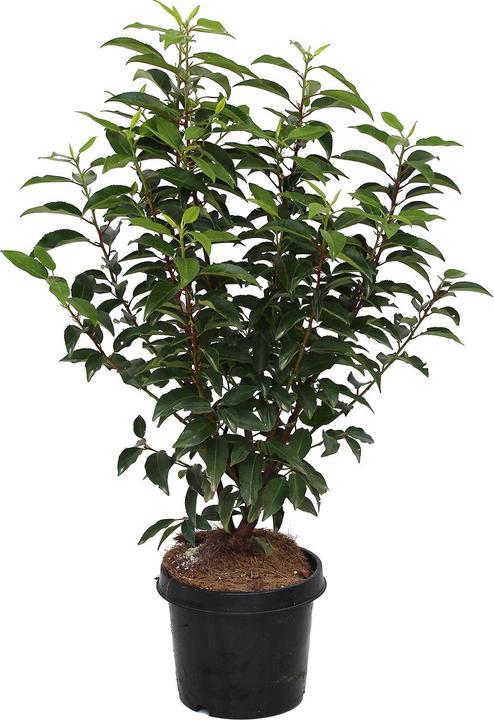 Image du produit Zulauf Laurier du Portugal (50 cm)